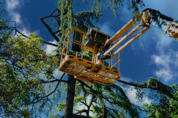 Best Affordable Tree Service  in Murphy, TX